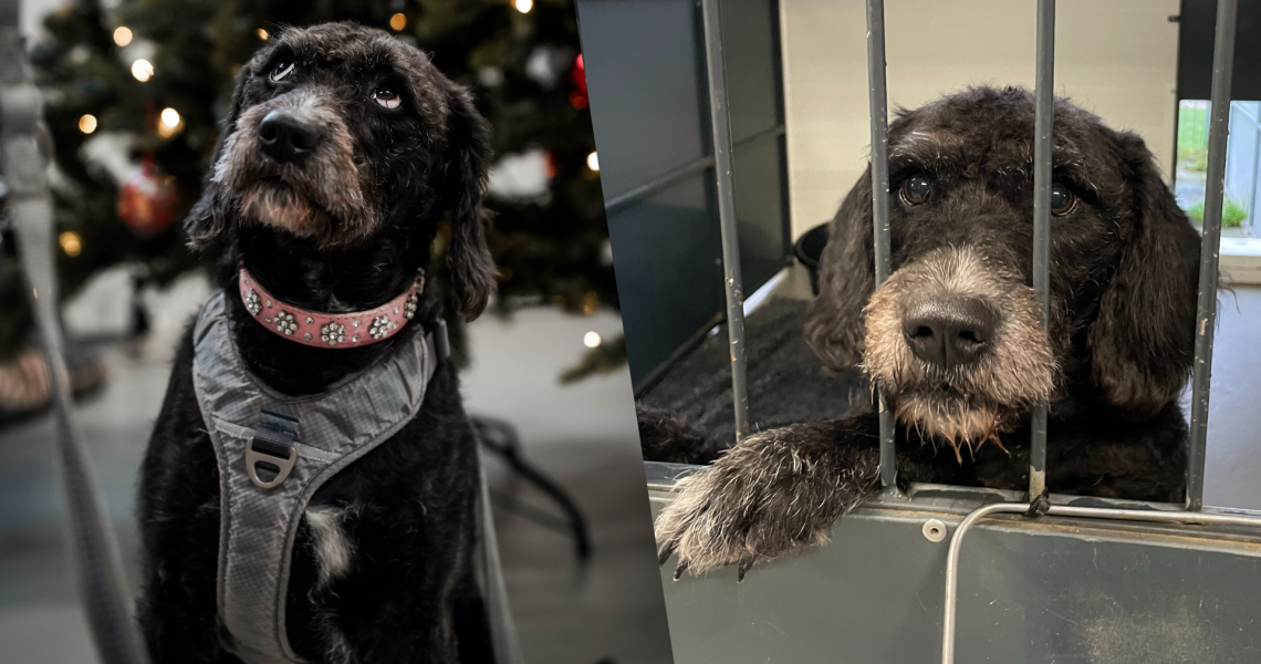 Flora Blev Kasseret Til Fordel For En Ny Hund Dyrenes Beskyttelse